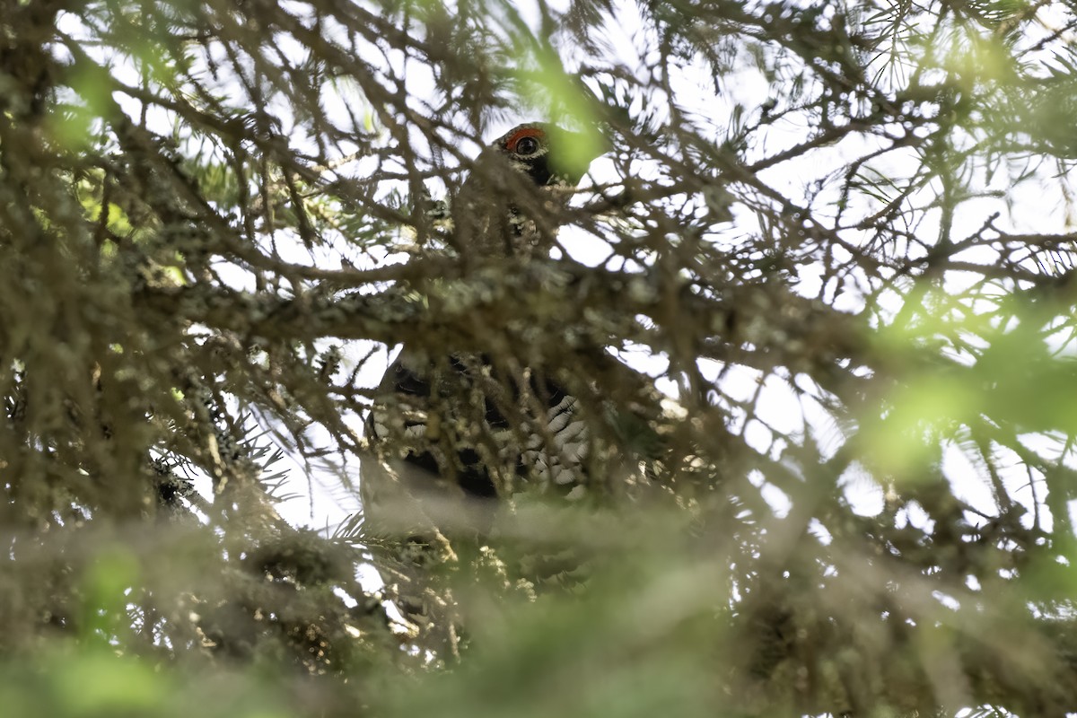 Spruce Grouse - ML640572775