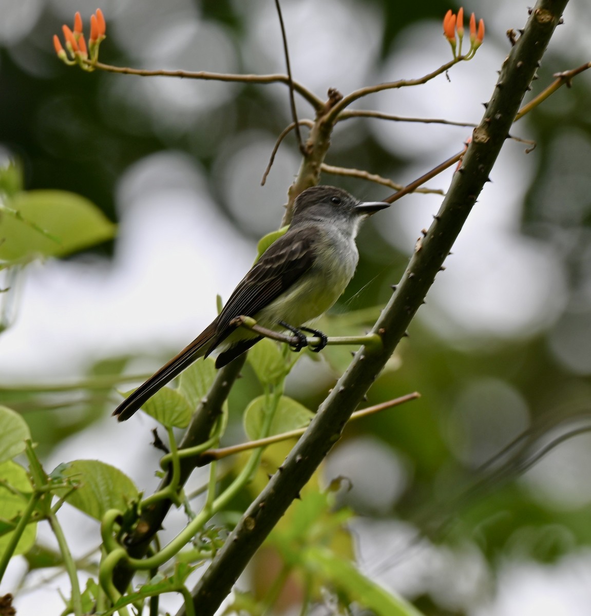 Venezuelan Flycatcher - ML640572829