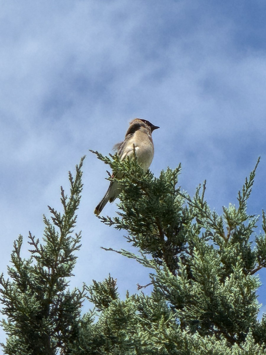 Cedar Waxwing - ML640572914