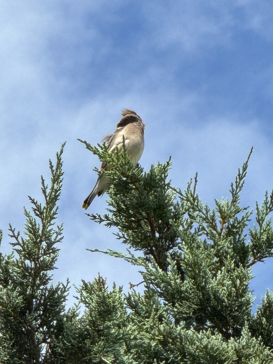 Cedar Waxwing - ML640572915