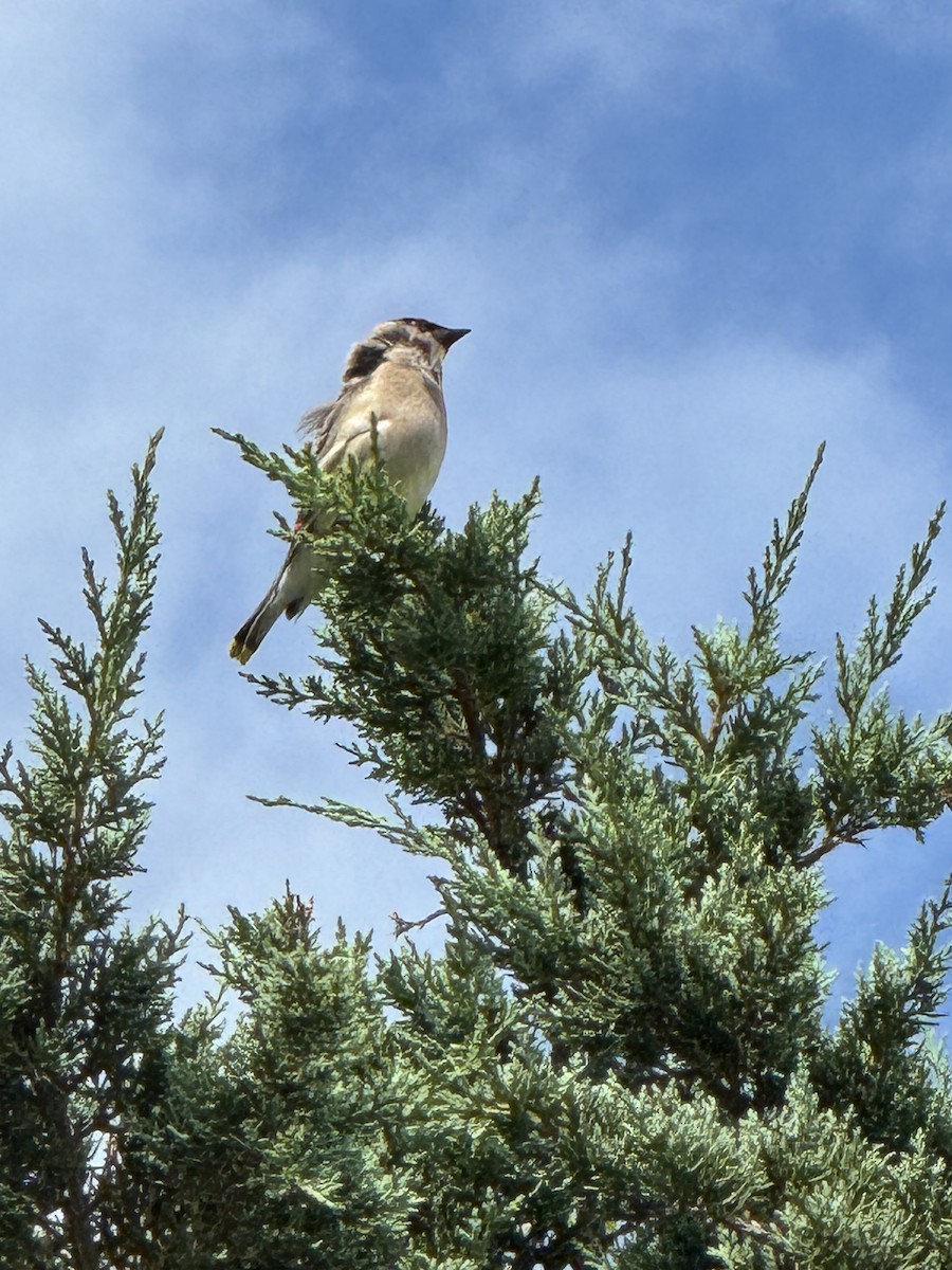 Cedar Waxwing - ML640572916