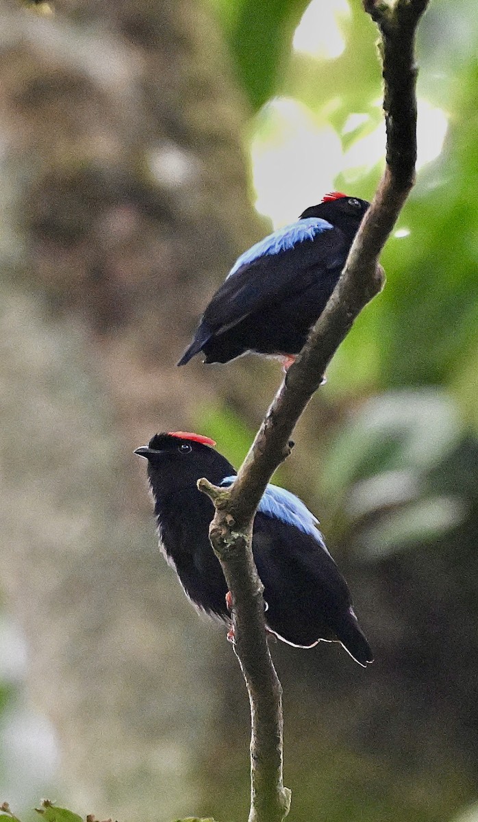 Blue-backed Manakin - ML640572917