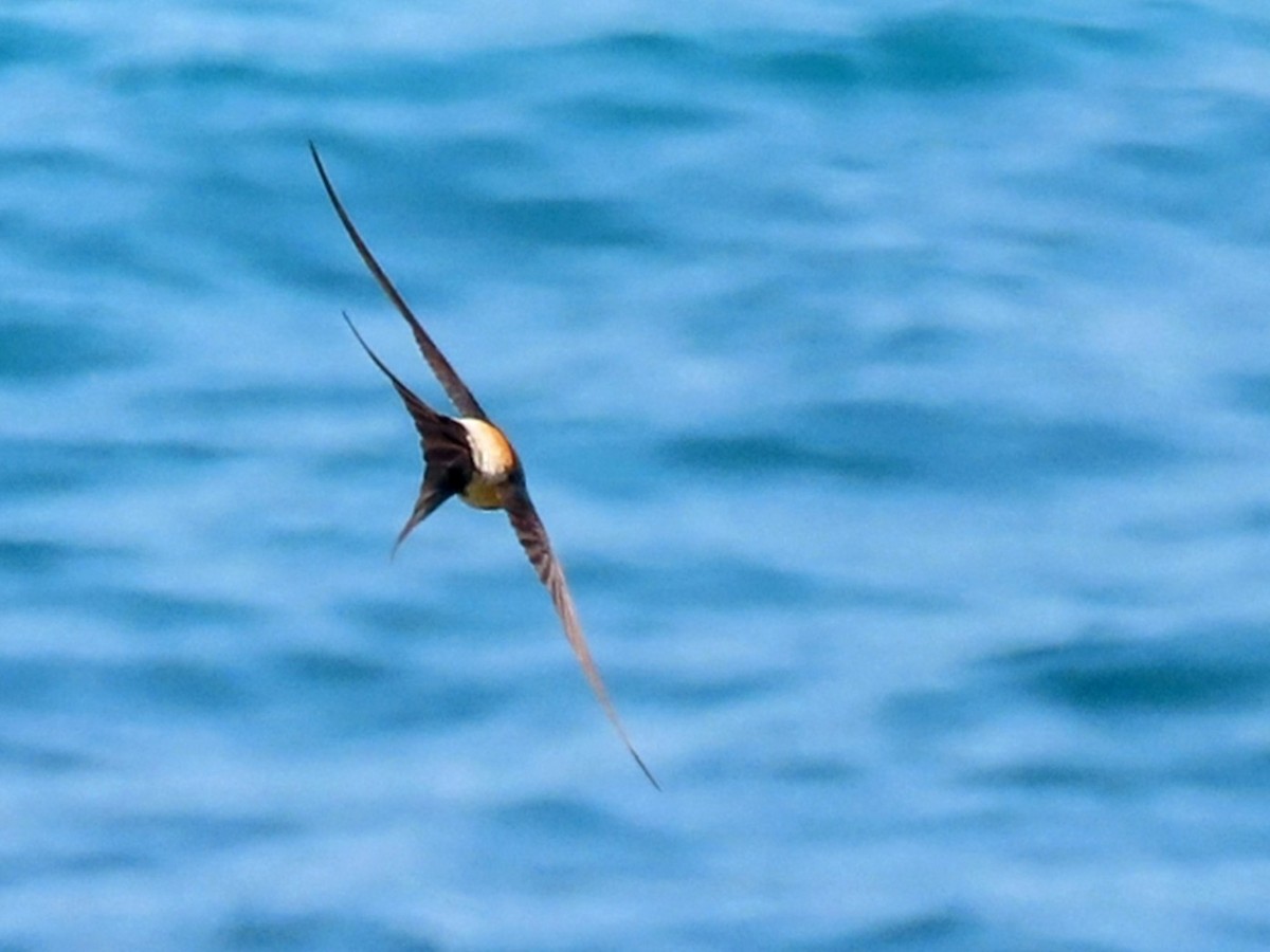 European Red-rumped Swallow - ML640572937