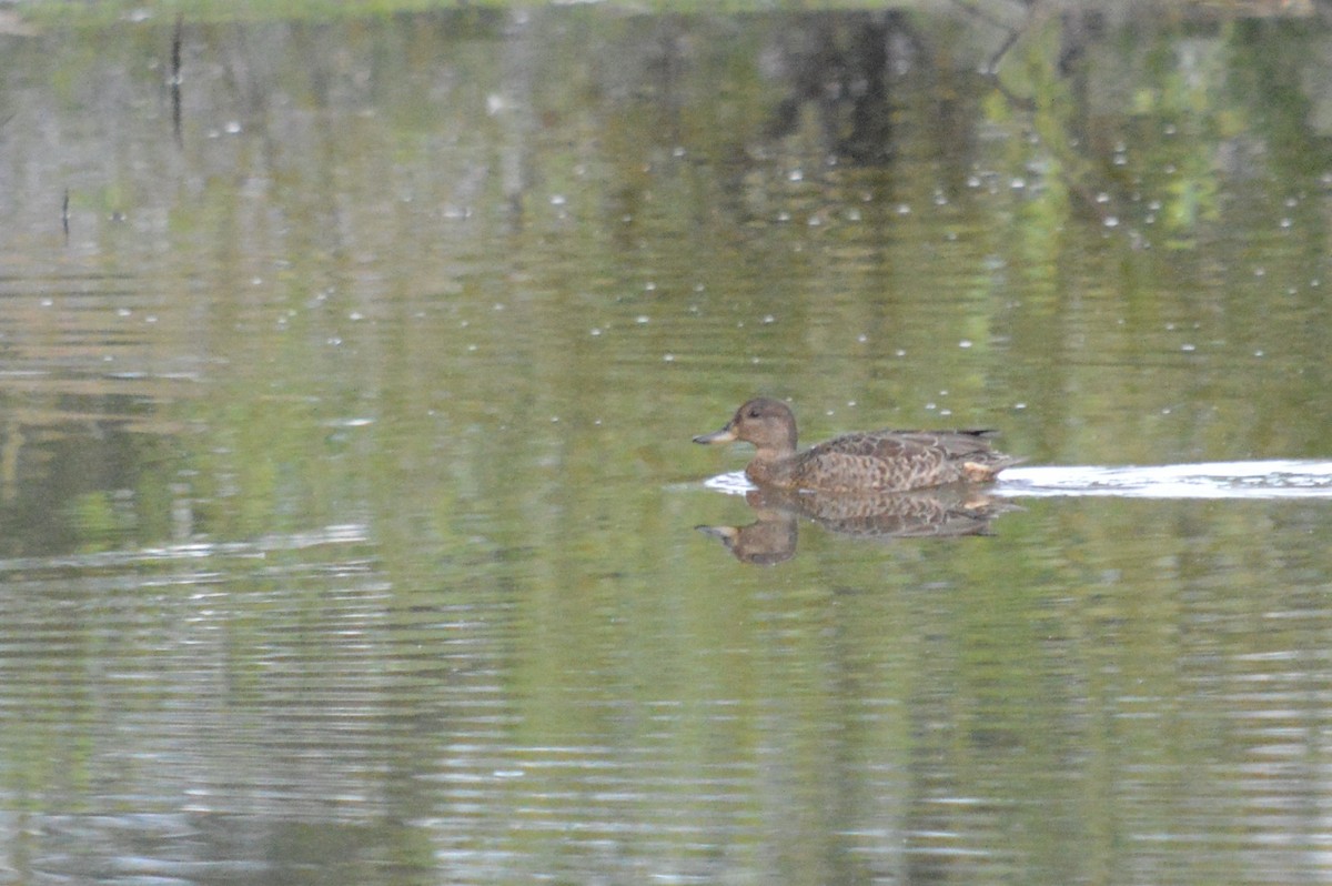 Green-winged Teal - ML640572938