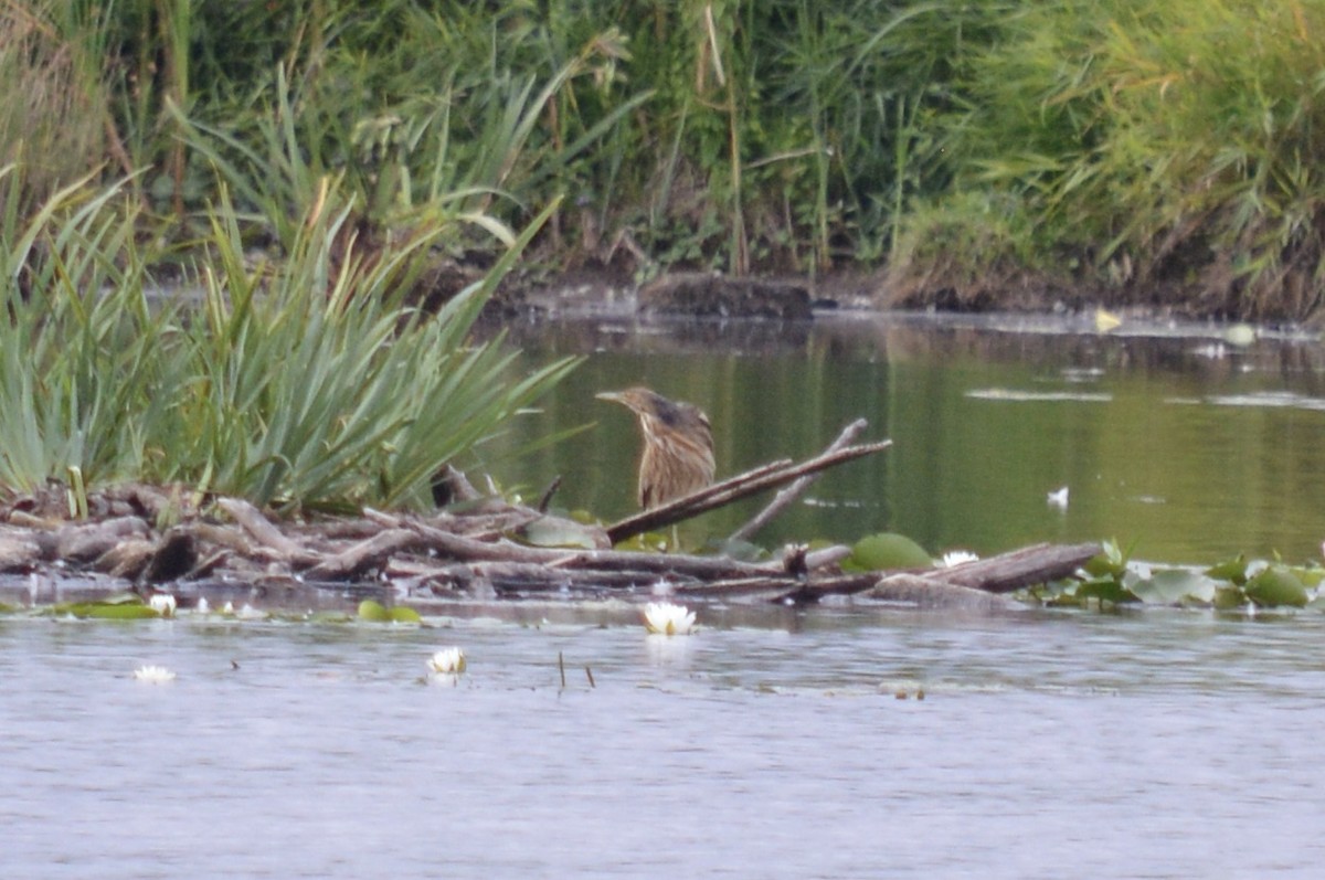 American Bittern - ML640572955