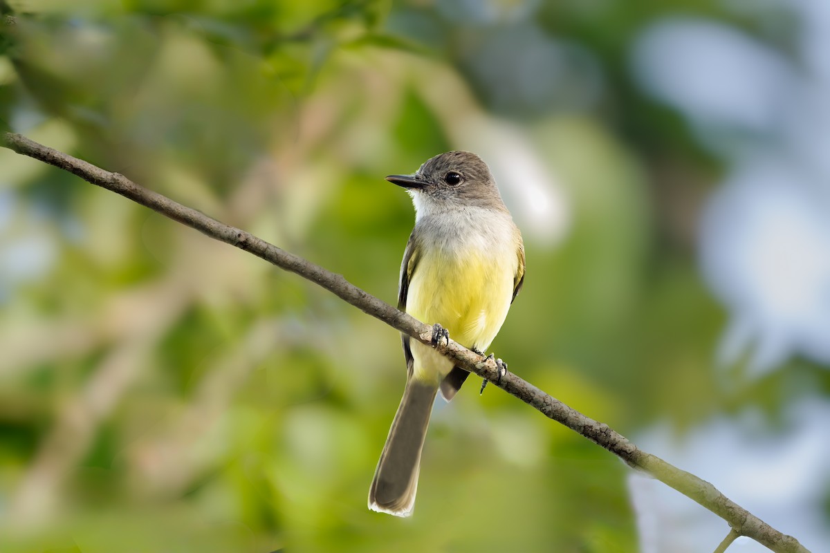 Panama Flycatcher - ML640572964