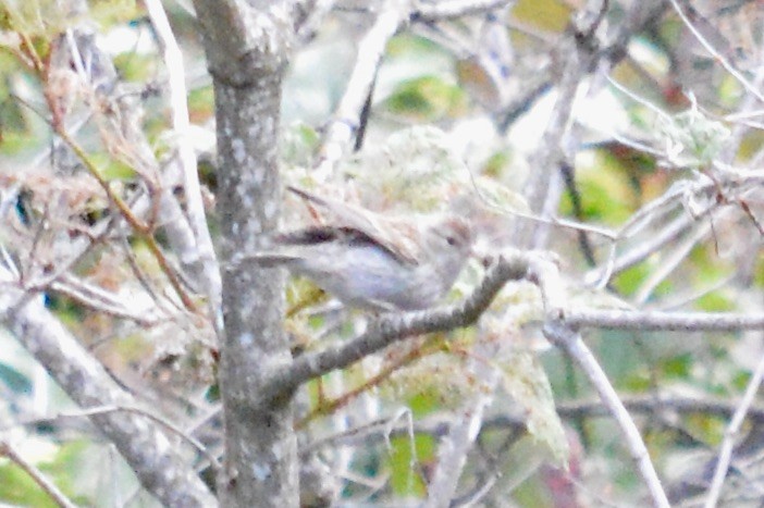 Chipping Sparrow - ML640572969