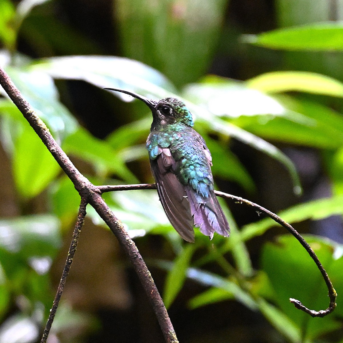 Weißschwanz-Degenflügel - ML640572983