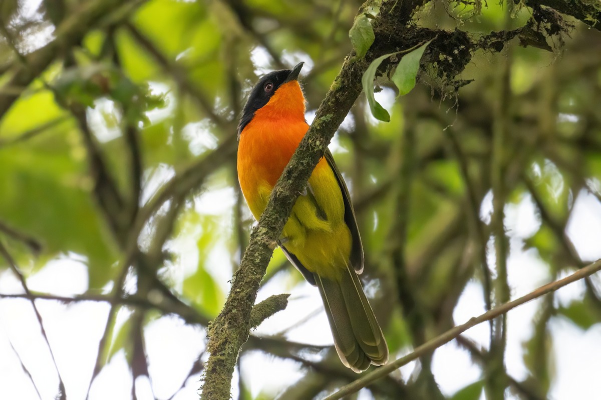 Black-fronted Bushshrike - ML640573179