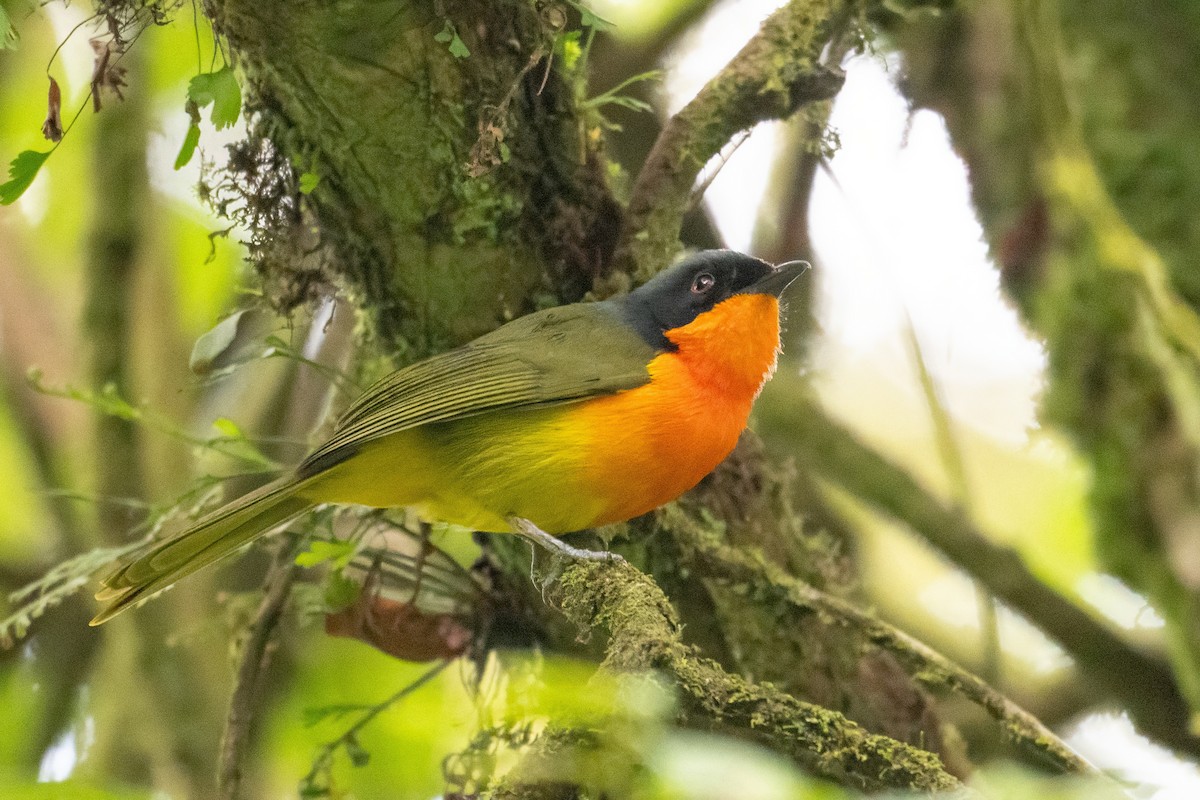 Black-fronted Bushshrike - ML640573180
