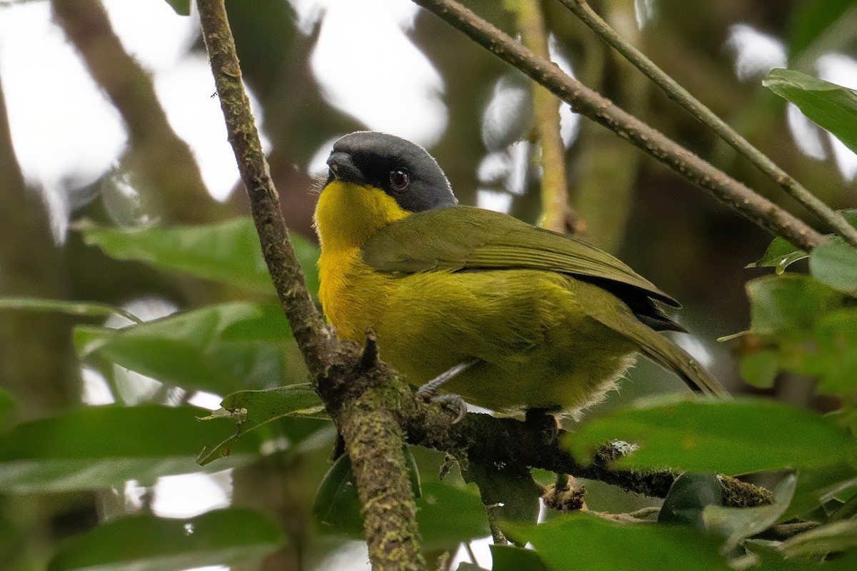 Black-fronted Bushshrike - ML640573210