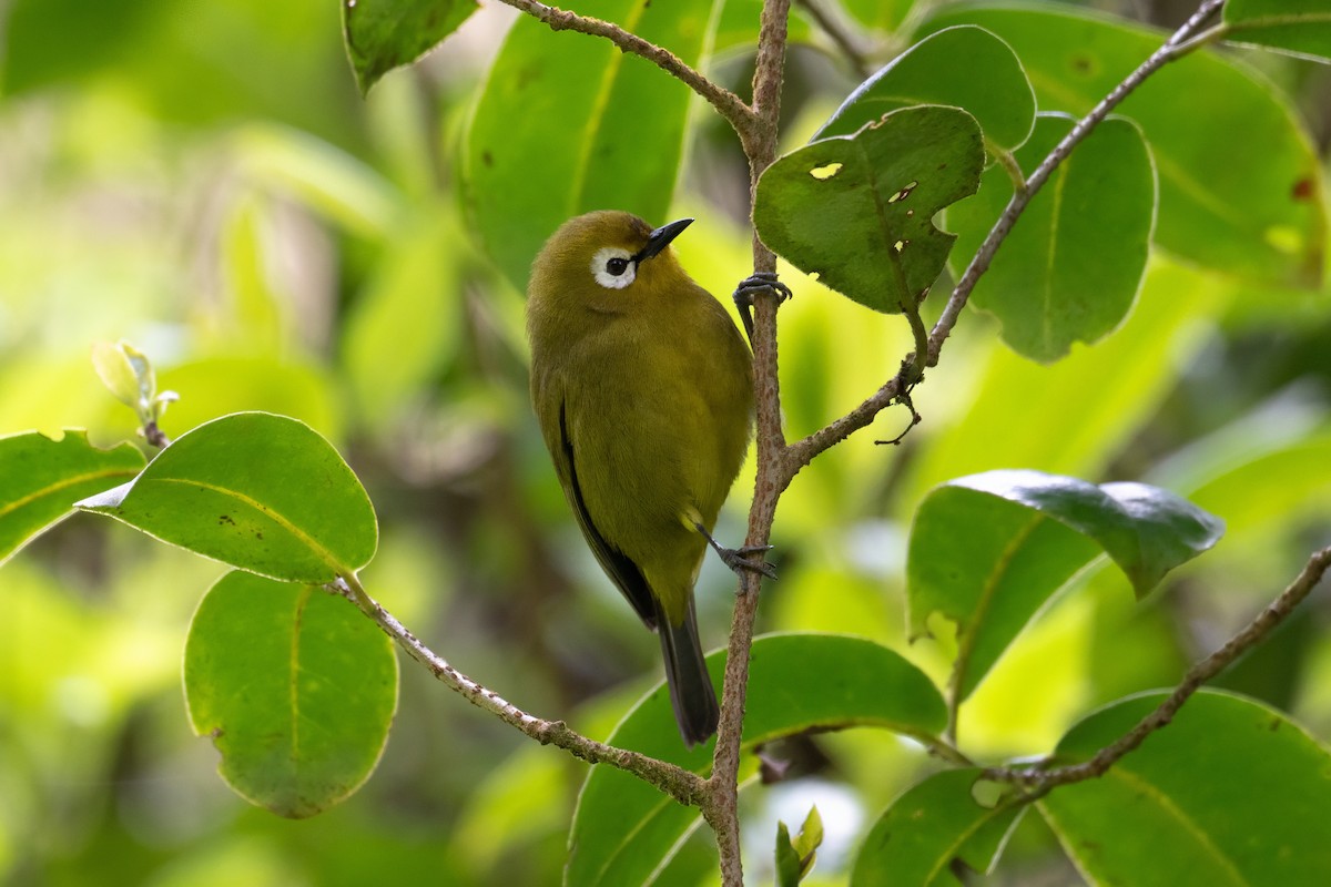 Kilimanjaro White-eye - ML640573245