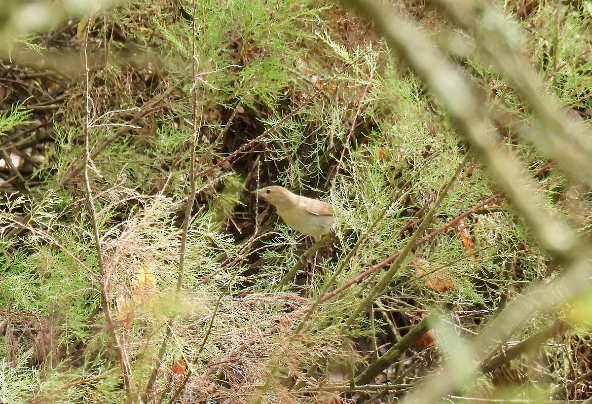 Garden Warbler - ML640573273