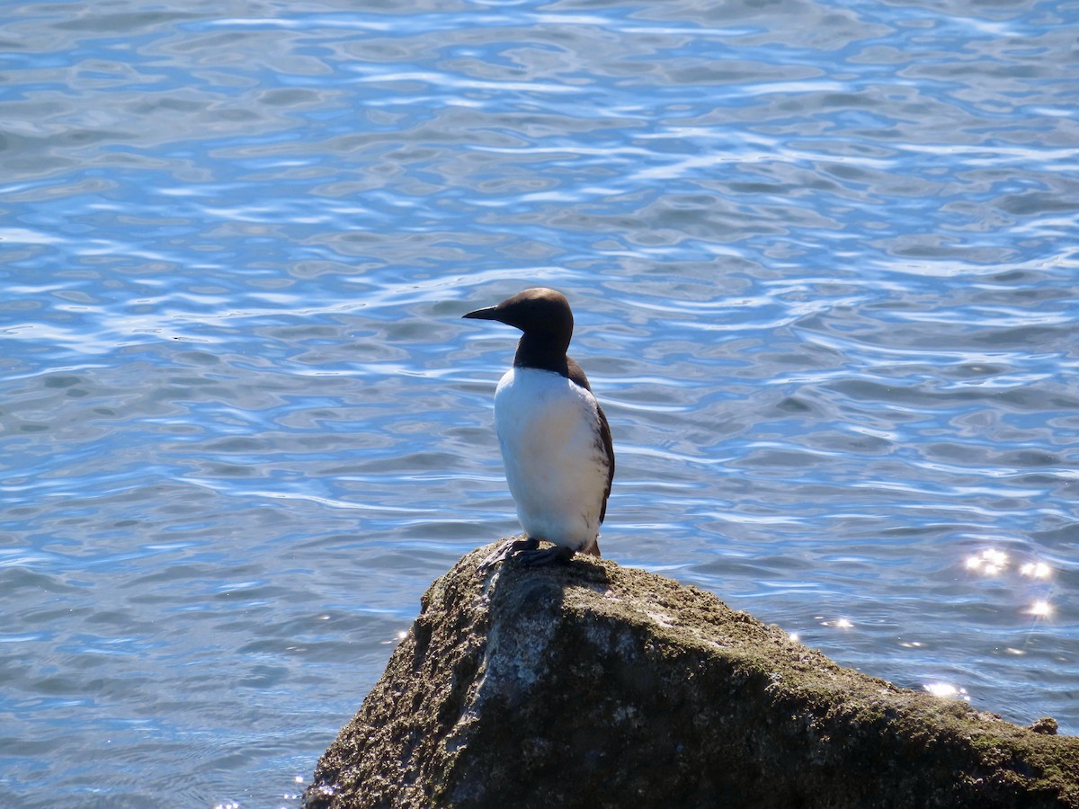 Guillemot marmette - ML640573285