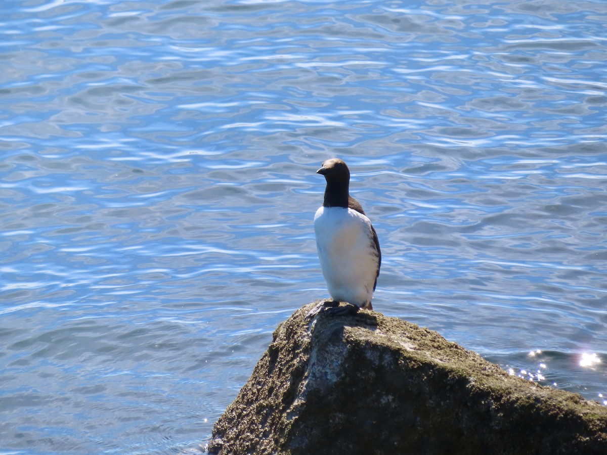 Guillemot marmette - ML640573286