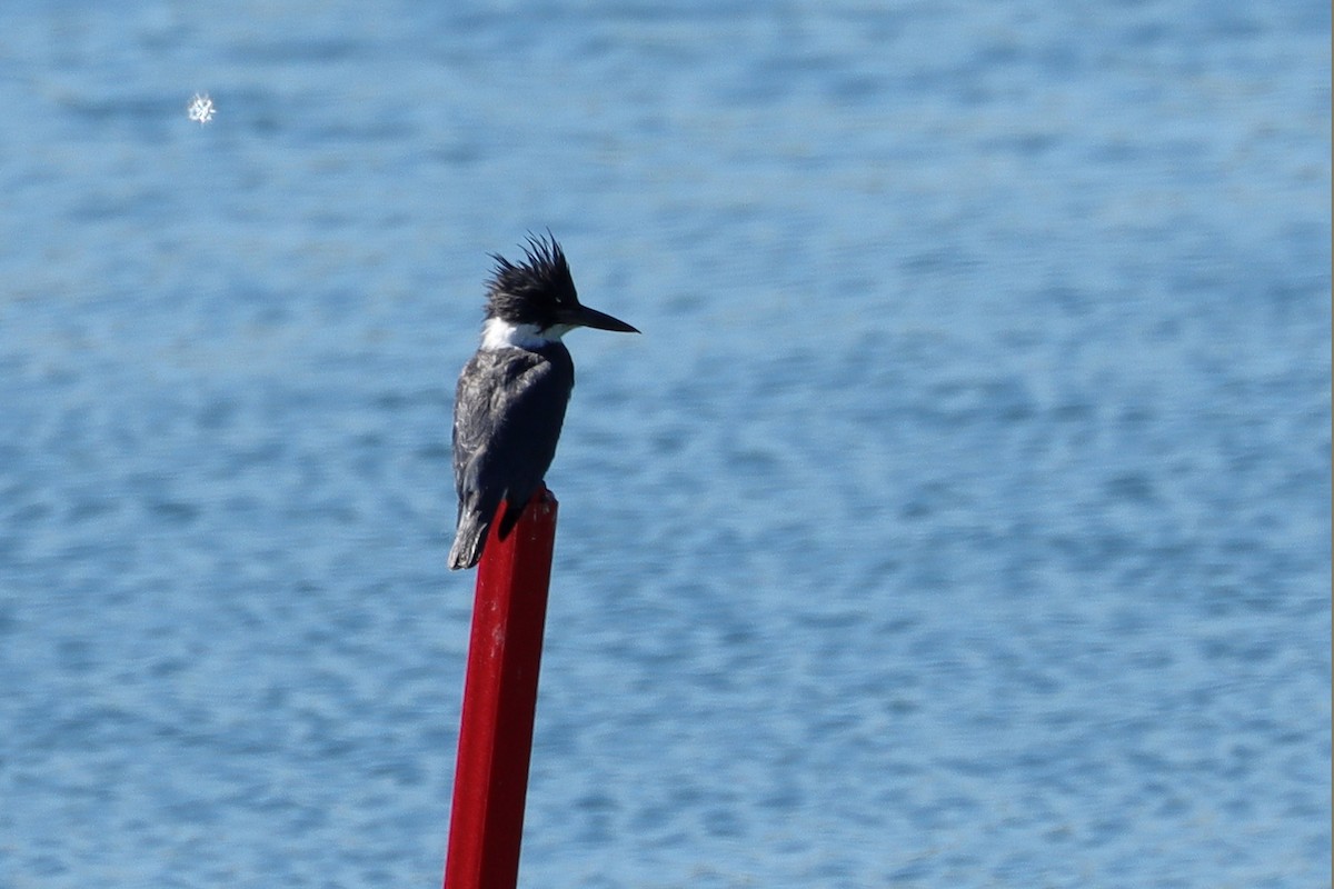 Martin-pêcheur d'Amérique - ML640573320