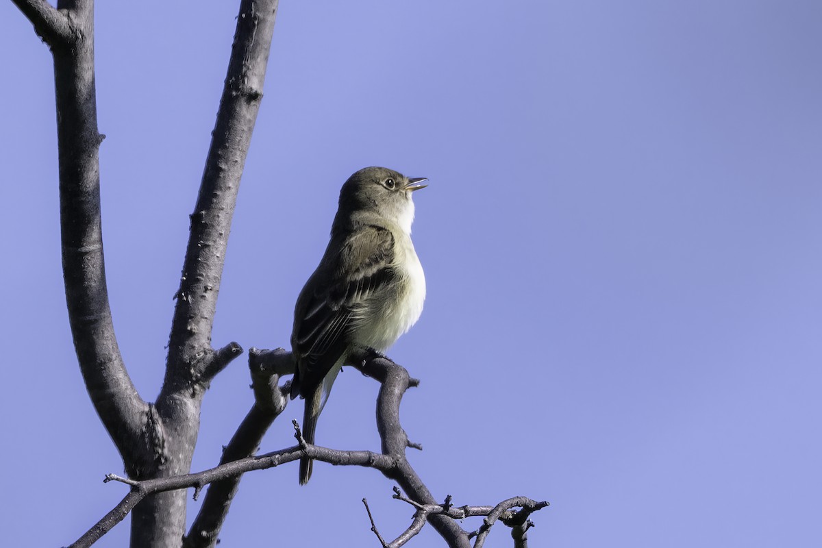 Alder Flycatcher - ML640573464