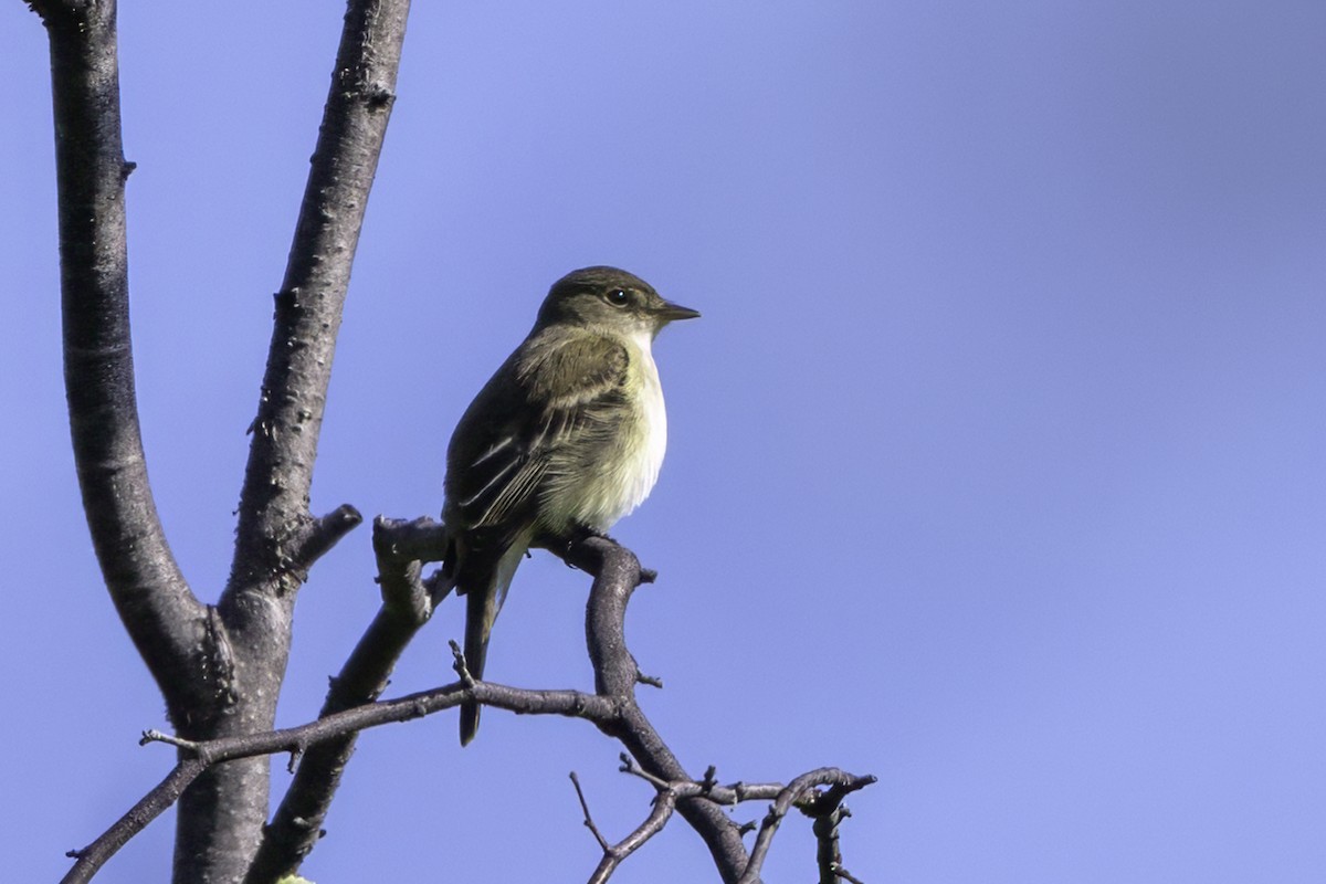 Alder Flycatcher - ML640573465