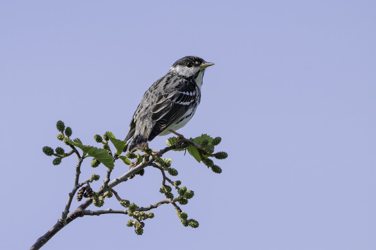 Blackpoll Warbler - ML640573477