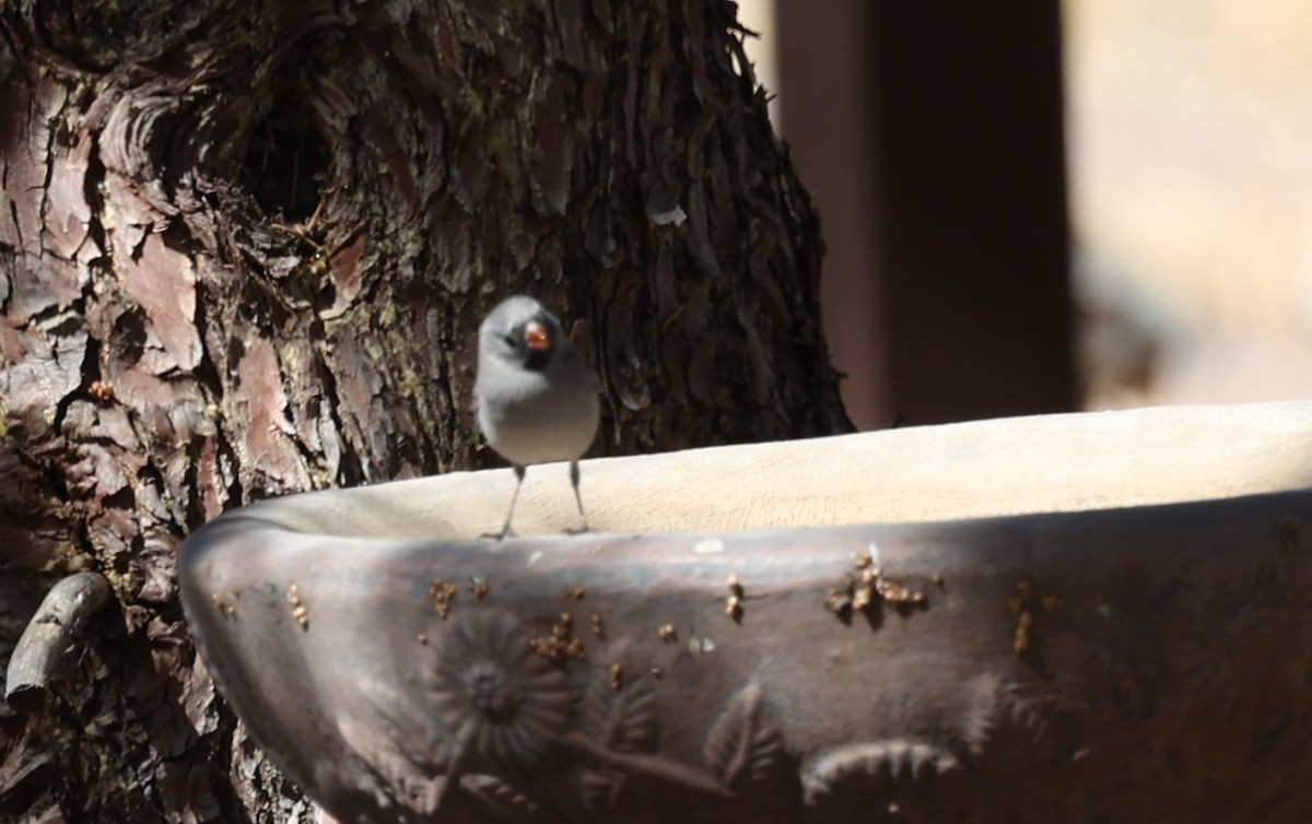 Black-chinned Sparrow - ML640573491