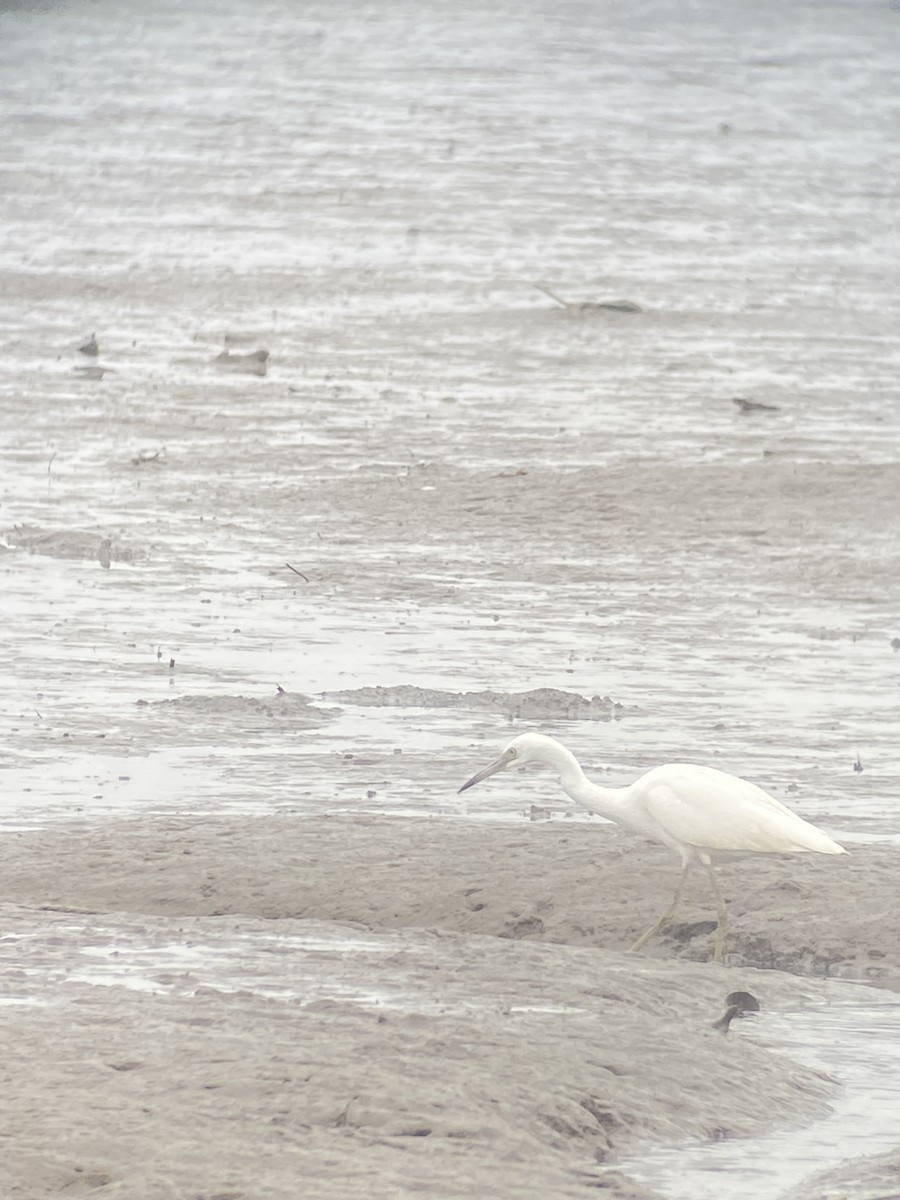 Little Blue Heron - ML640573493
