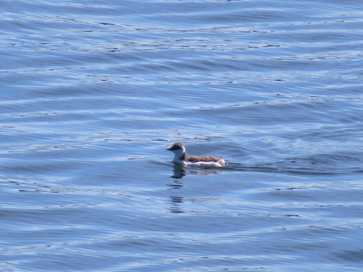 Guillemot marmette - ML640573532