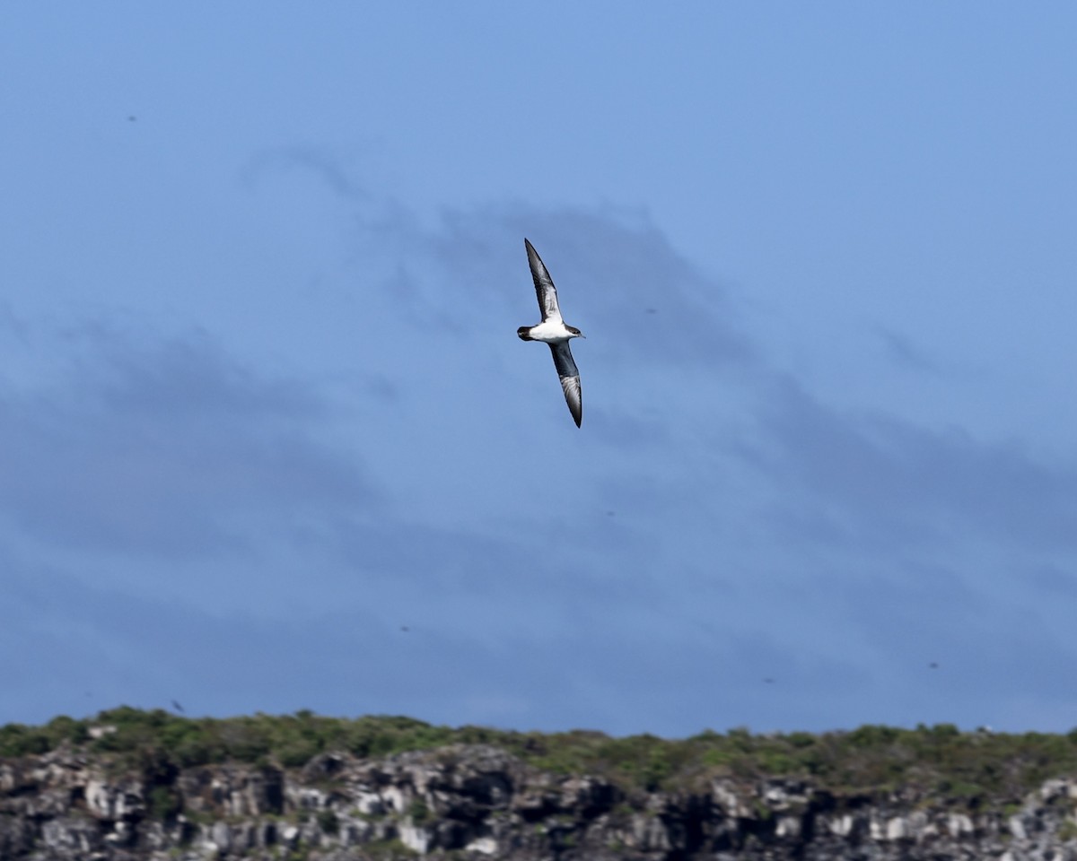 Galapagos Shearwater - ML640573550