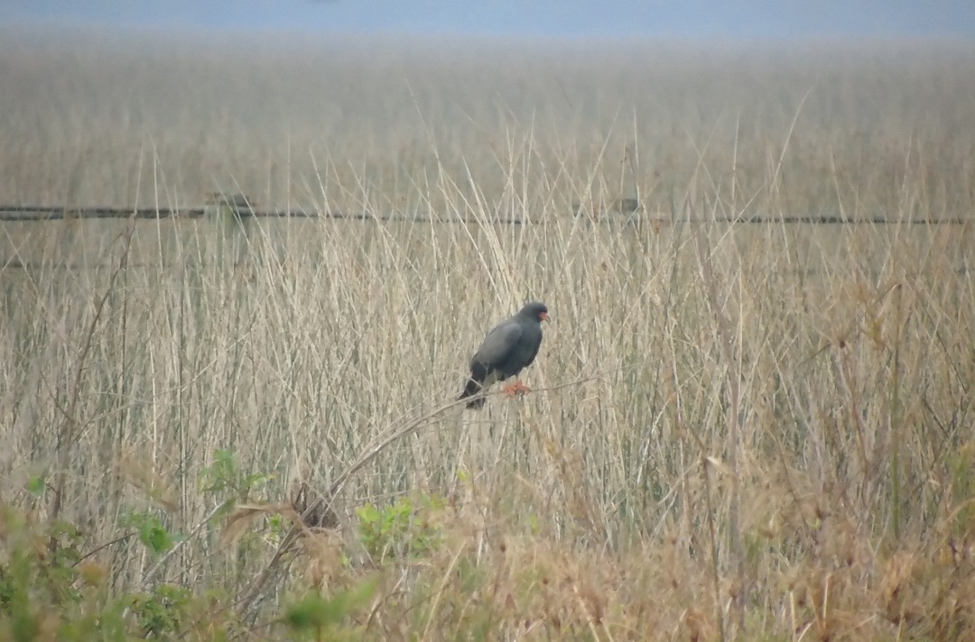 Snail Kite - ML640573611