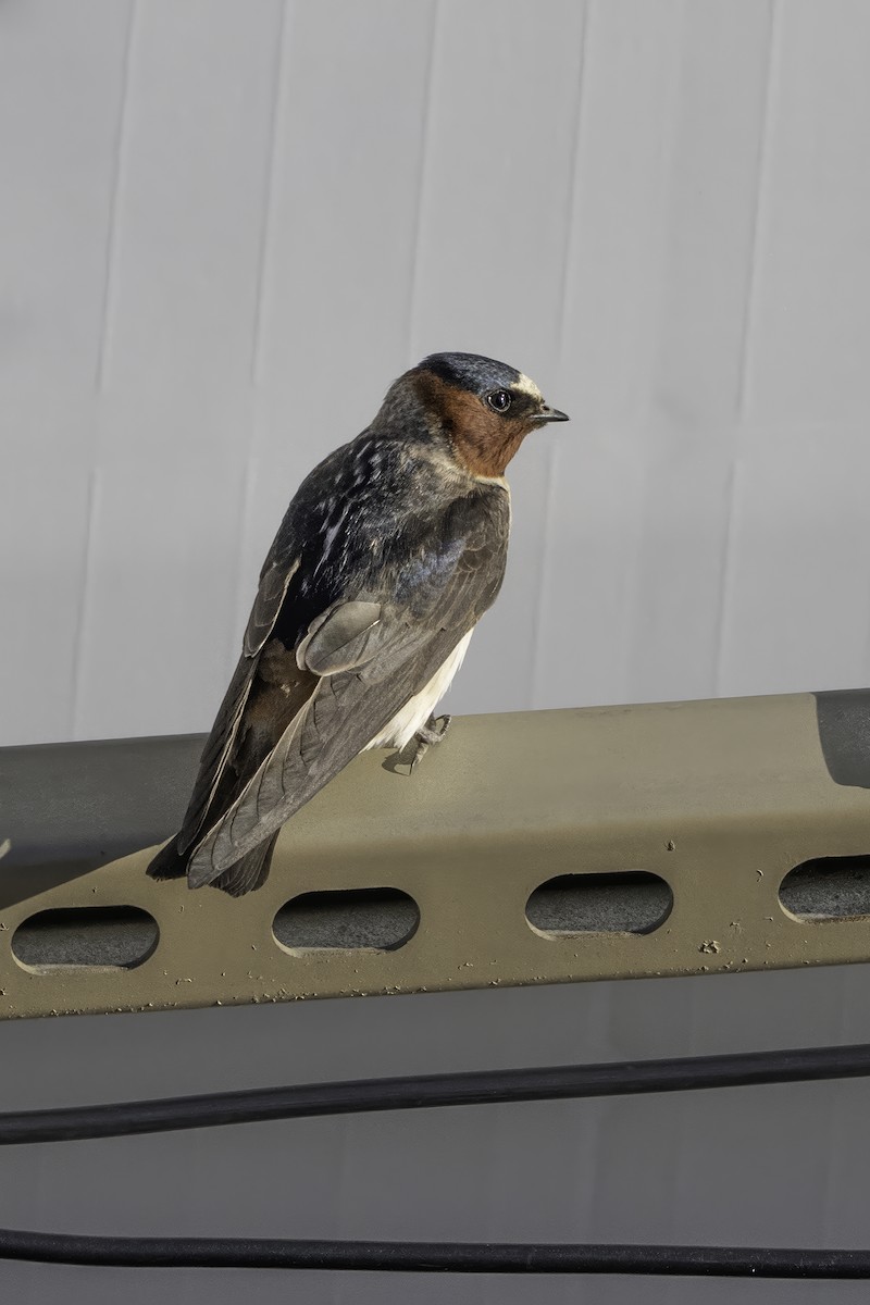 Cliff Swallow - ML640573653