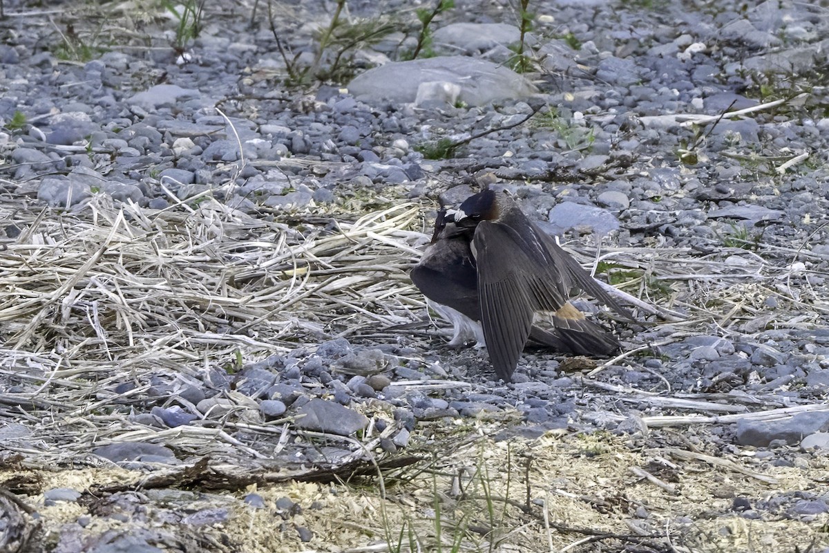 Cliff Swallow - ML640573654
