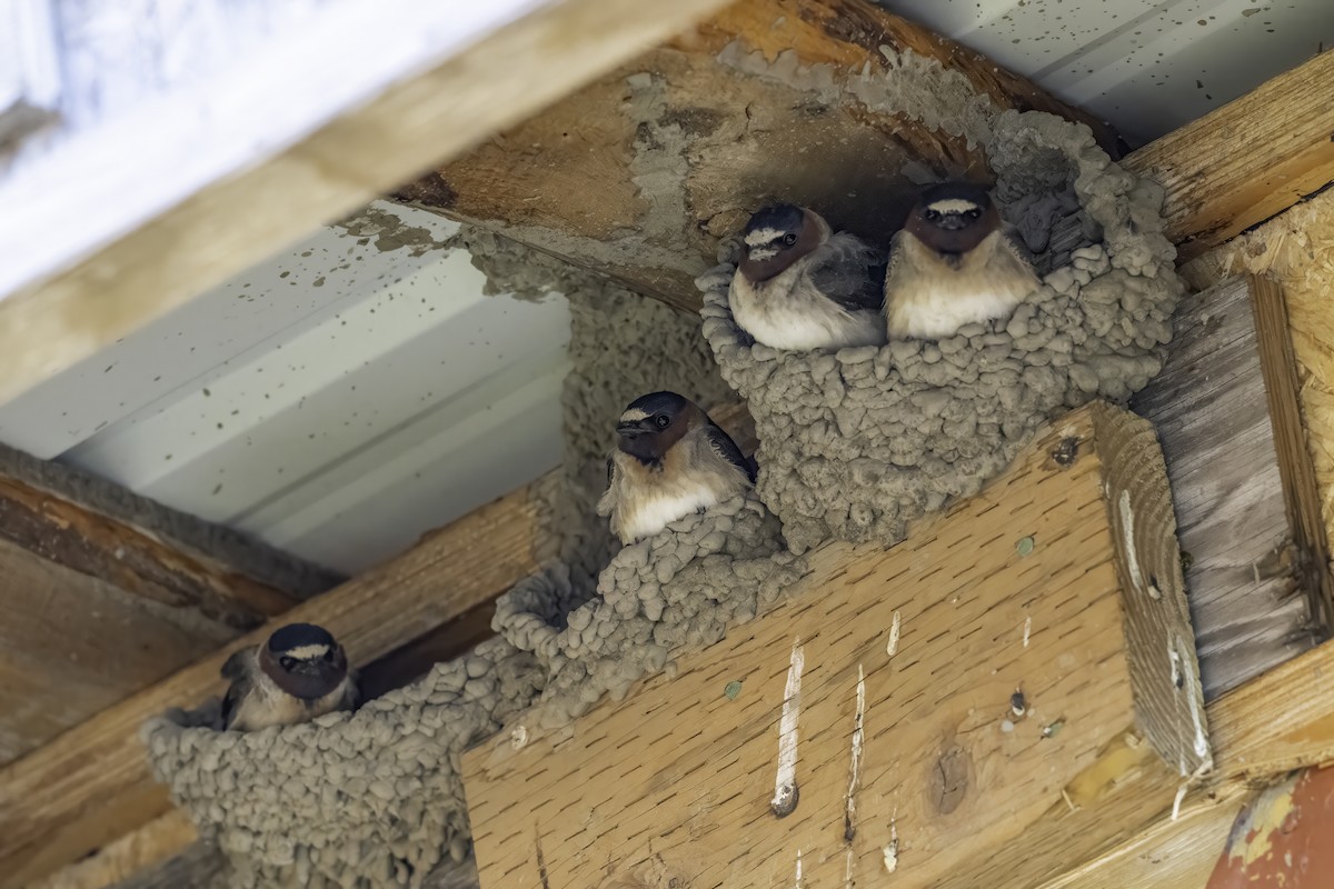 Cliff Swallow - ML640573655