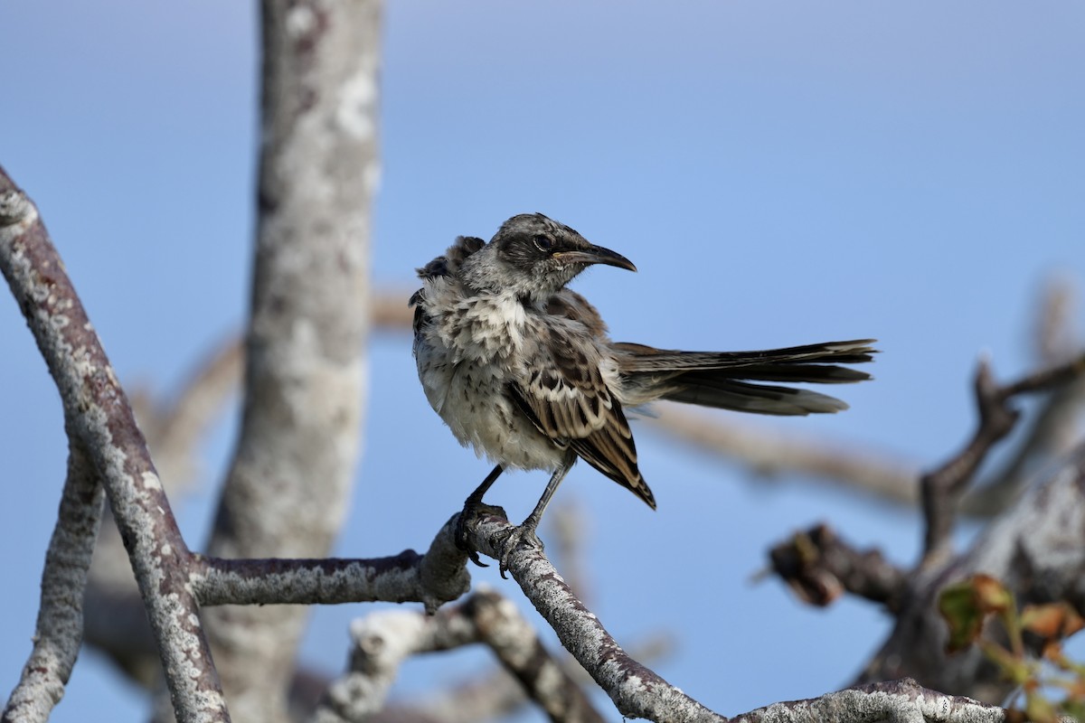 Galapagos Mockingbird - ML640573673