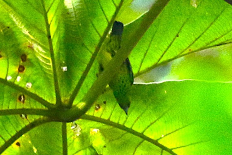 Yellow-bellied Tanager - ML640573678