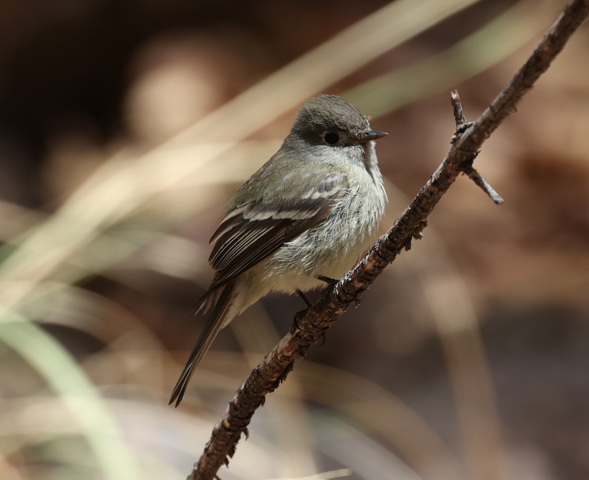Hammond's Flycatcher - ML640573693