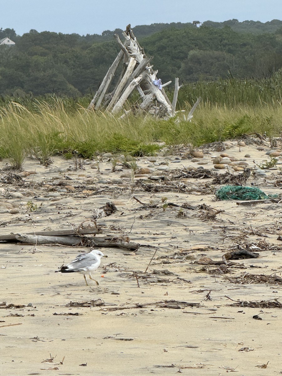 Ring-billed Gull - ML640573698