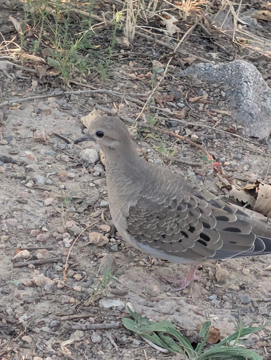 Mourning Dove - ML640573746
