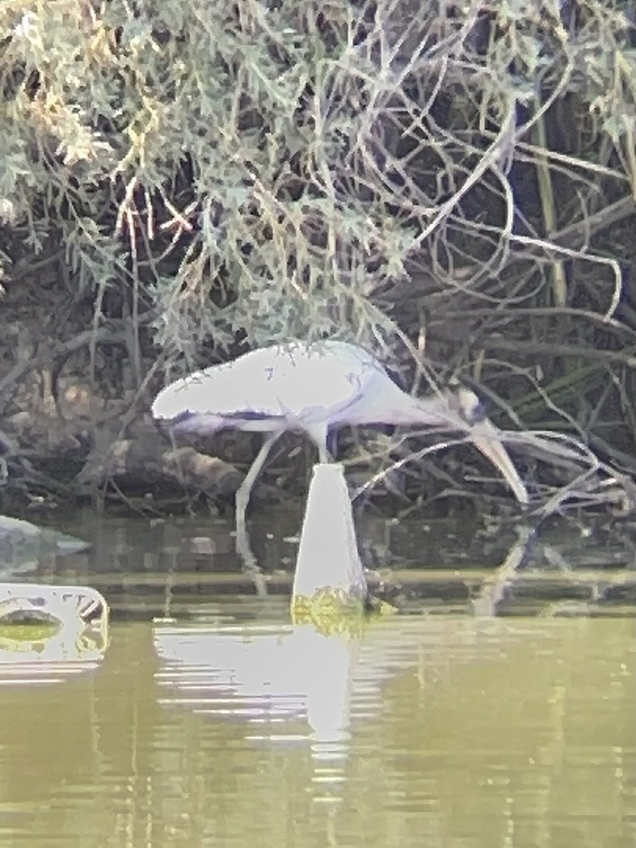Wood Stork - ML640573747