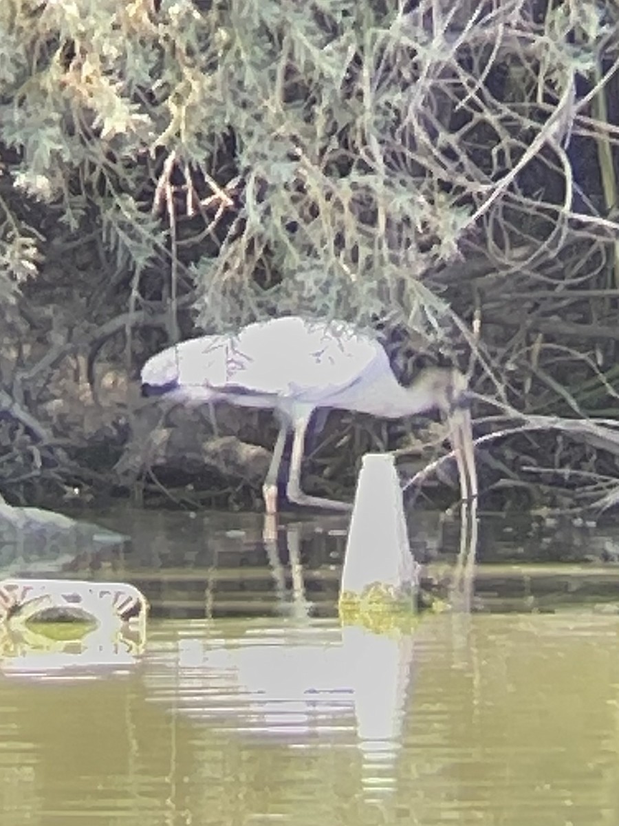 Wood Stork - ML640573748
