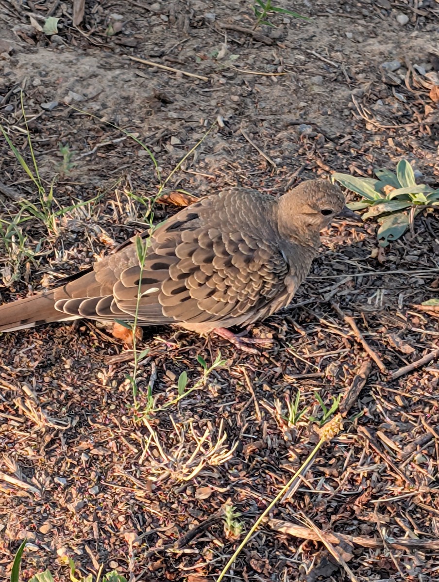 Mourning Dove - ML640573750