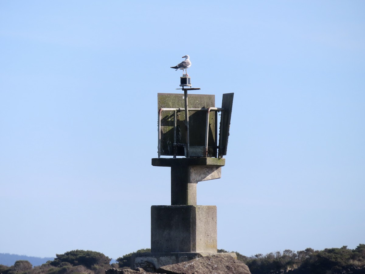 Goéland d'Audubon - ML640573754