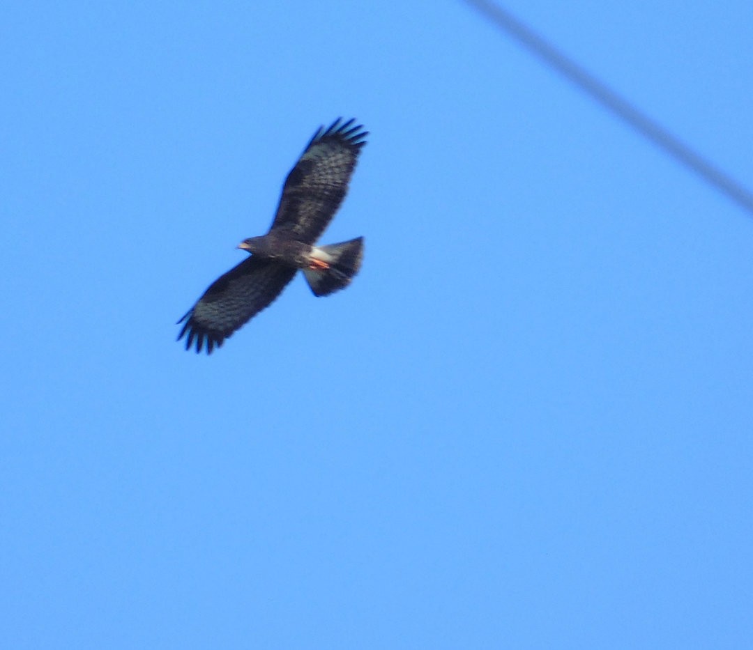 Snail Kite - ML640573764