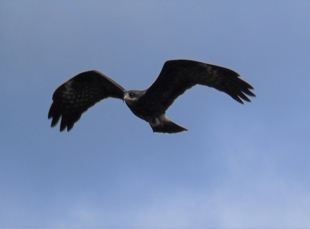 Snail Kite - ML640573765