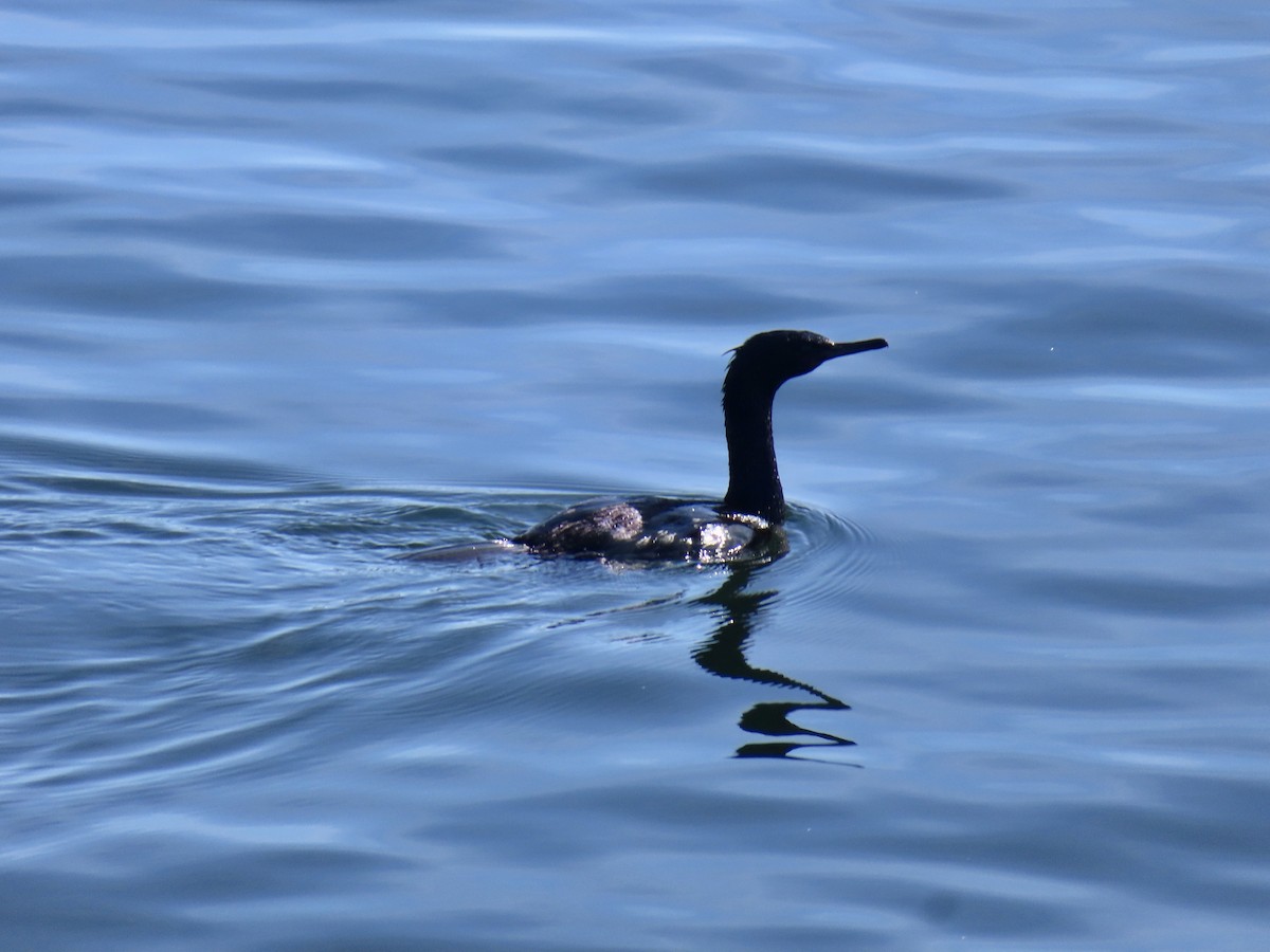 Cormoran pélagique - ML640573767