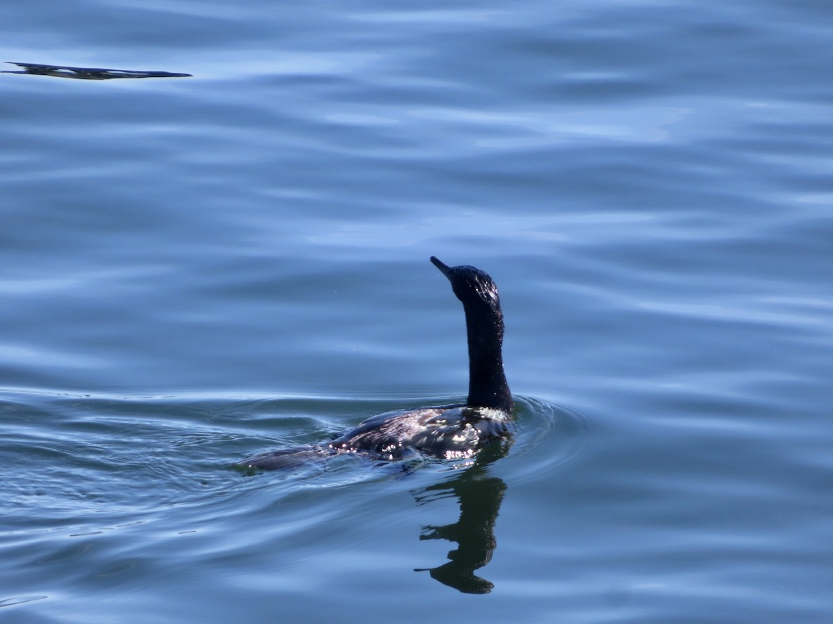 Cormoran pélagique - ML640573768