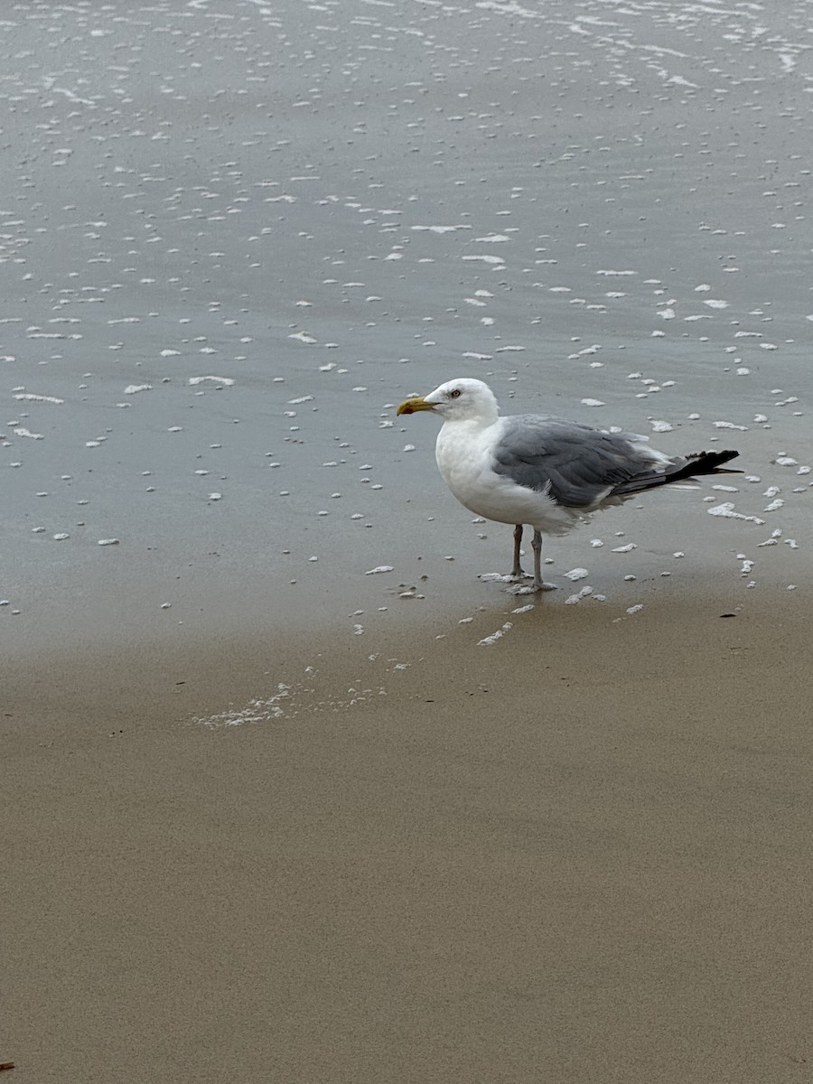 American Herring Gull - ML640573779