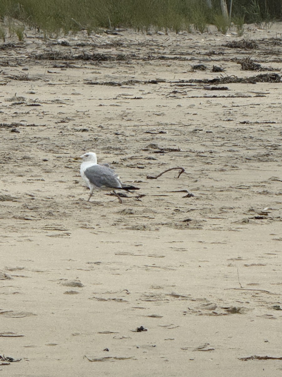 American Herring Gull - ML640573780