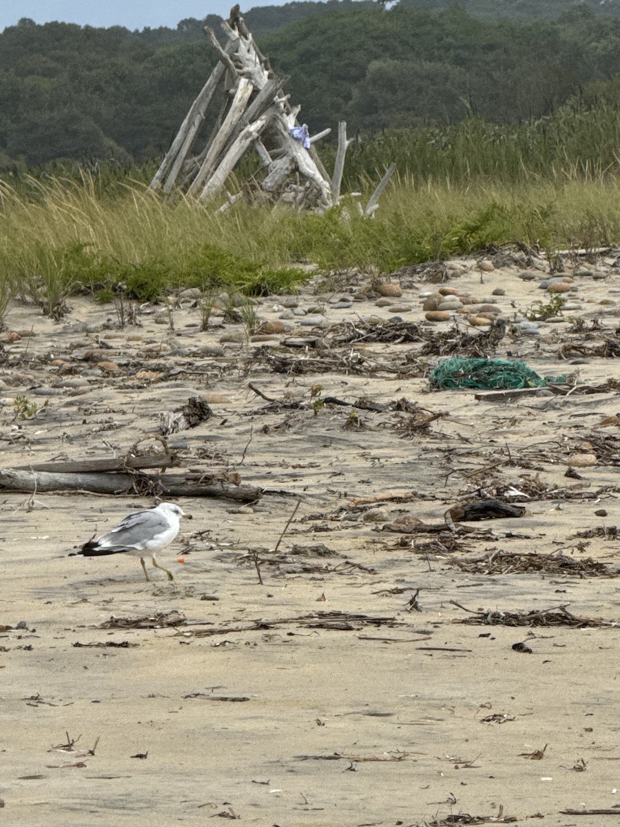 Ring-billed Gull - ML640573781
