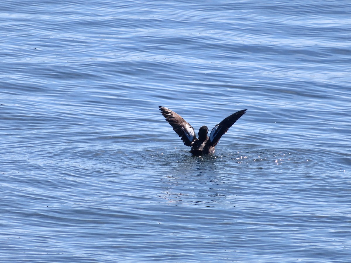 Guillemot colombin - ML640573788