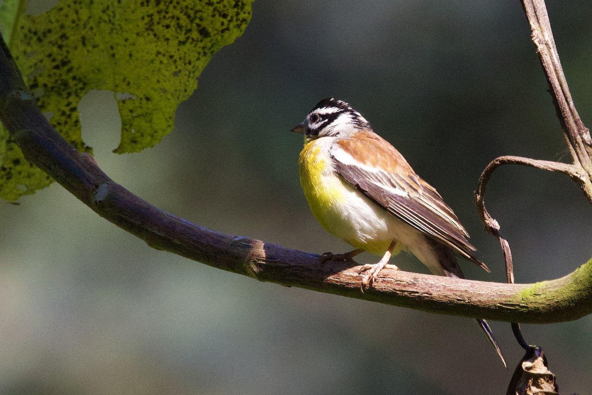 Golden-breasted Bunting - ML640573801