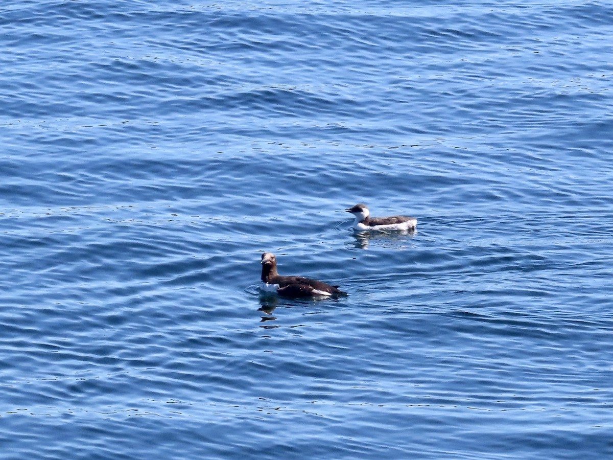 Guillemot marmette - ML640573803